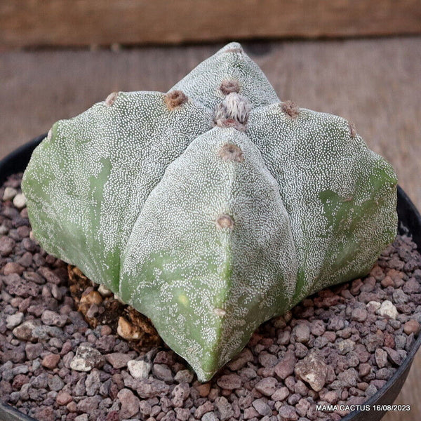 ASTROPHYTUM MYRIOSTIGMA QUADRICOSTATUM
