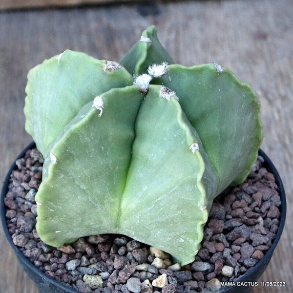 ASTROPHYTUM MYRIOSTIGMA NUDUM KIKKO
