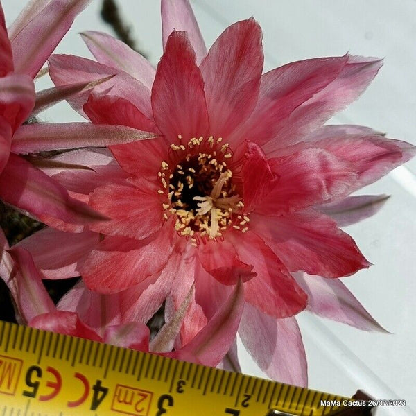 Flower  MaMa Cactus