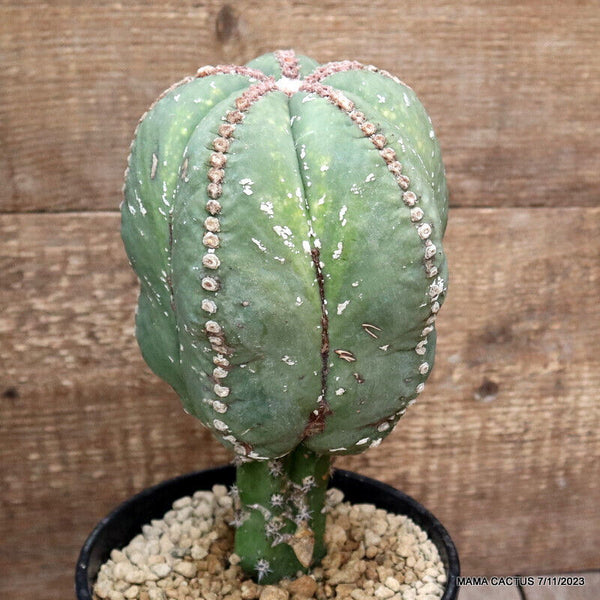 ASTROPHYTUM MYRIOSTIGMA KIKKO GRAFTED