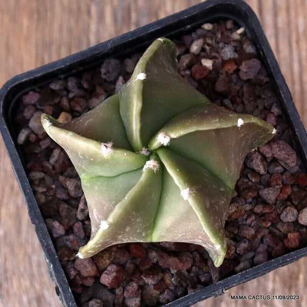 ASTROPHYTUM MYRIOSTIGMA FUKURYU