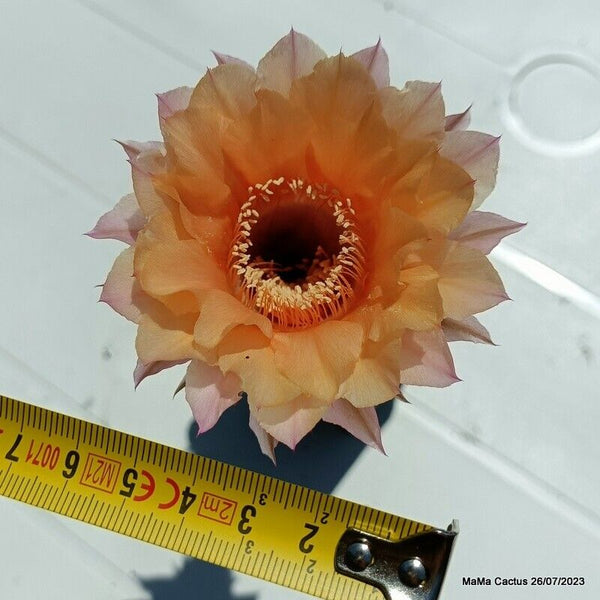 Flower  MaMa Cactus