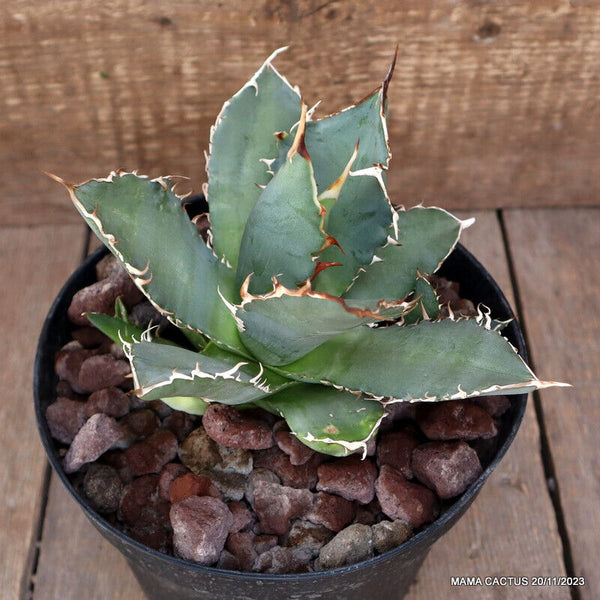 AGAVE TITANOTA