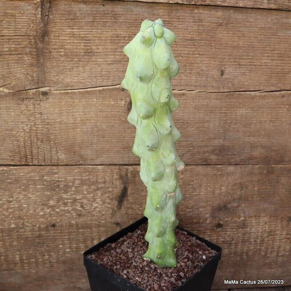 MYRTILLOCACTUS FUKUROKURIUZINBOKU