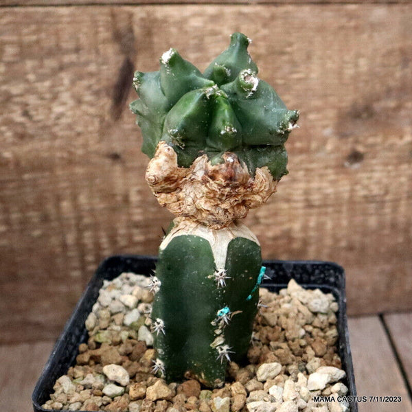 ASTROPHYTUM MYRIOSTIGMA KIKKO ALIEN GRAFTED