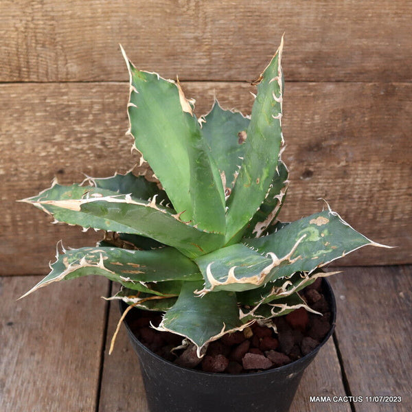 AGAVE TITANOTA