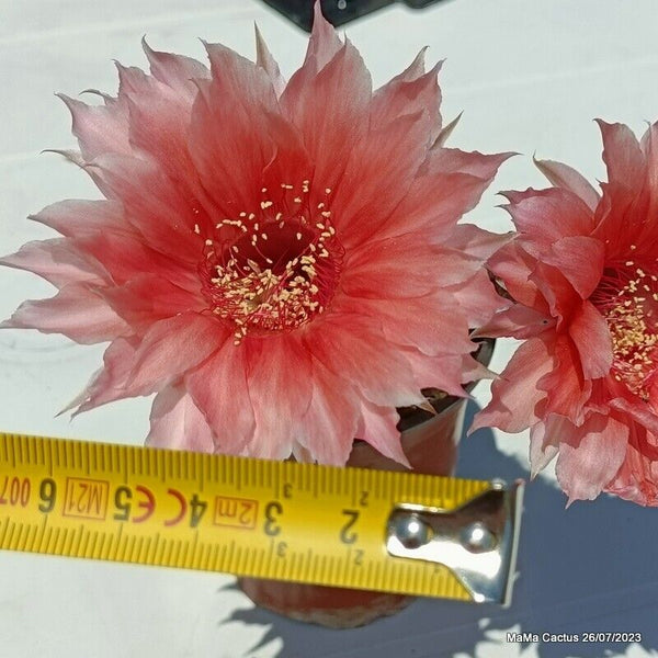 Flower  MaMa Cactus