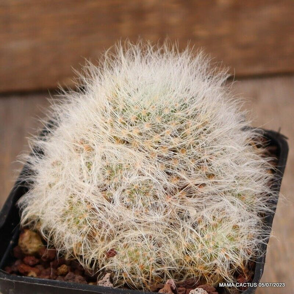 MAMMILLARIA GLASSII