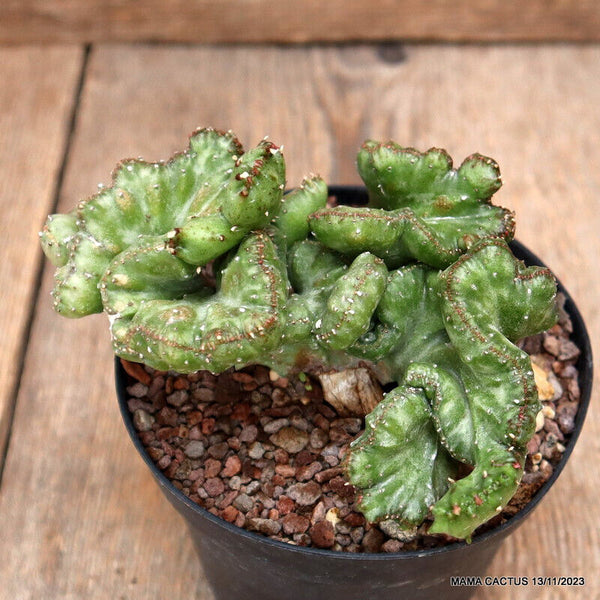 EUPHORBIA LACTEA CRESTED