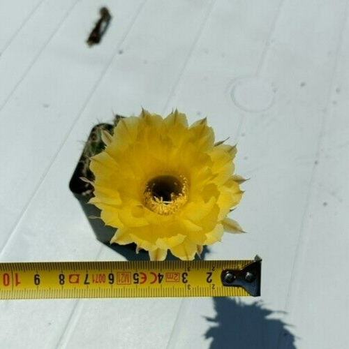 Flower 40  MaMa Cactus