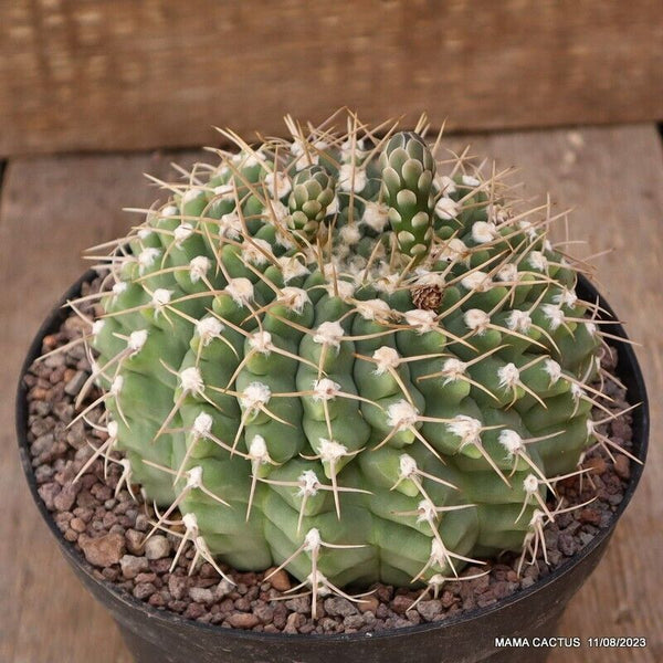 GYMNOCALYCIUM VATTERI