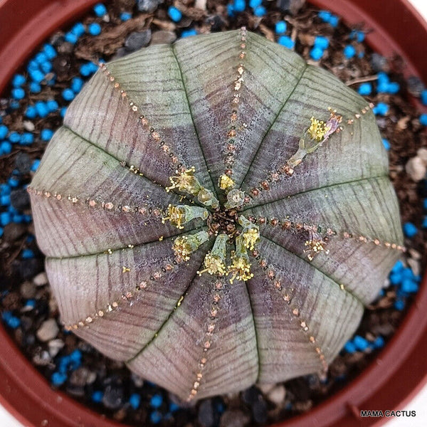 EUPHORBIA OBESA SYMMETRICA