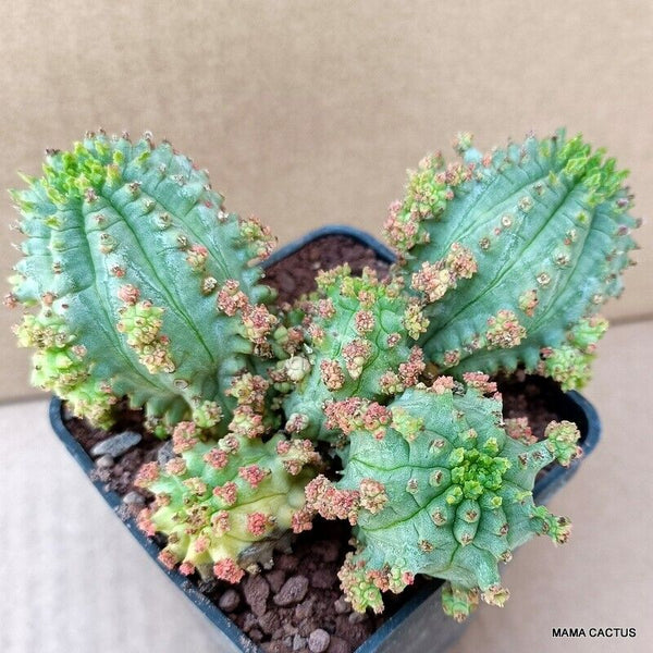 EUPHORBIA INFAUSTA MONSTER