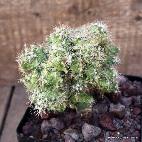 MAMMILLARIA BOCASANA MONSTER GRAFTED