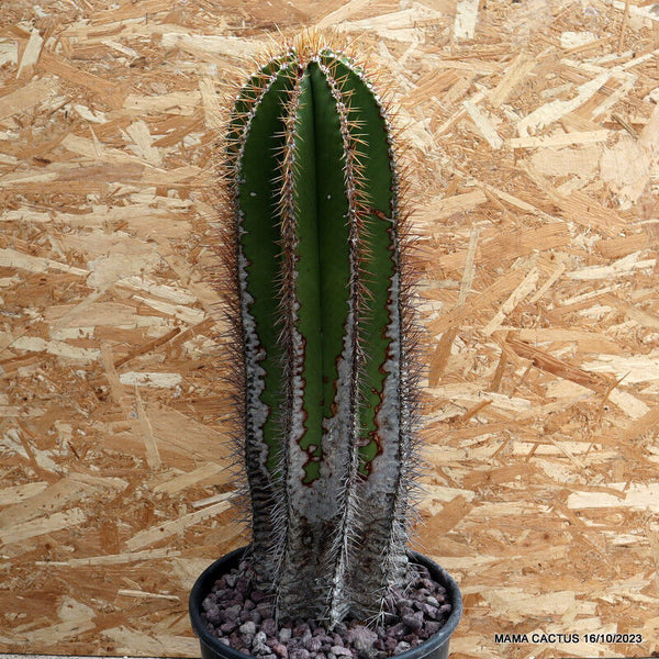 ASTROPHYTUM ORNATUM VERY OLD