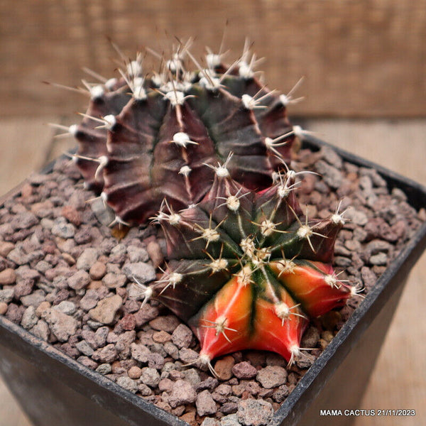 GYMNOCALYCIUM MIHANOVICHII VARIEGATED