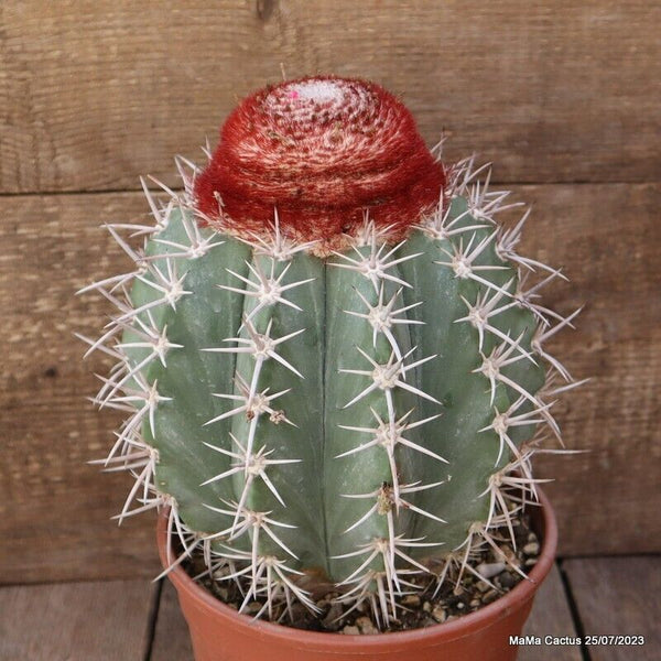 MELOCACTUS DIERSIANUS VERY OLD 15 YEARS OLD