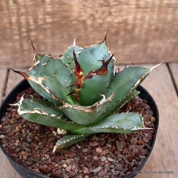 AGAVE TITANOTA