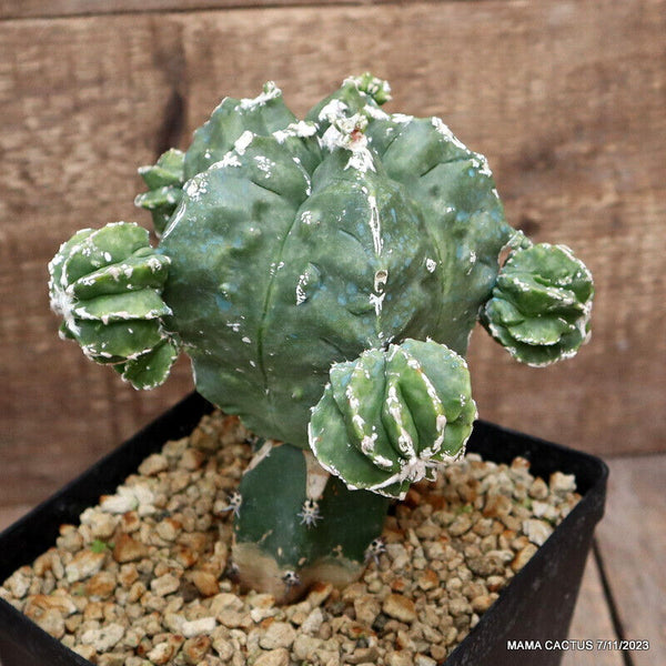 ASTROPHYTUM MYRIOSTIGMA KIKKO GRAFTED