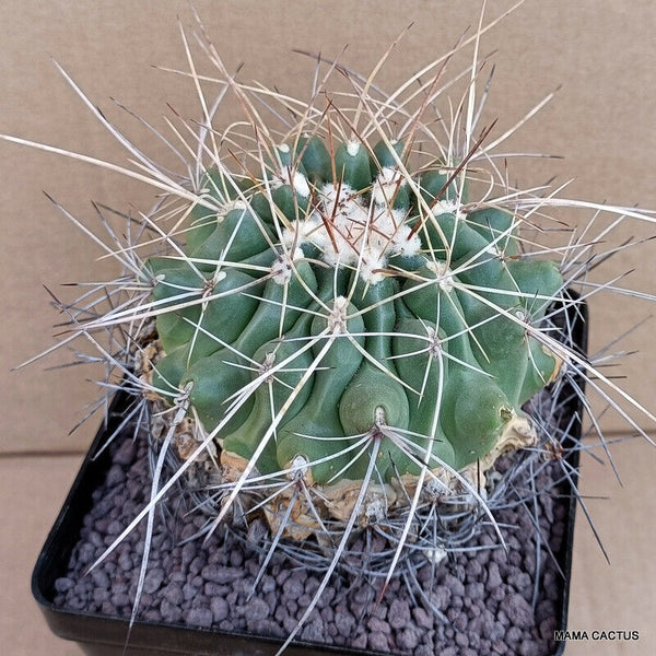 A2533 THELOCACTUS RINCONENSIS FREUDENBERGERI pot 1 cm H 9 cm W 10 cm MaMa Cactus