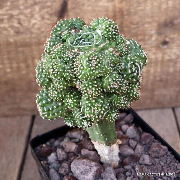 NOTOCACTUS UEBELMANNIANUS MONSTER GRAFTED