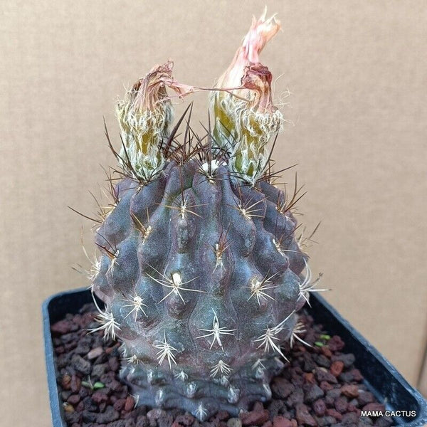 NEOPORTERIA OCCULTA