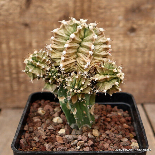 GYMNOCALYCIUM MIHANOVICHII GRAFTED