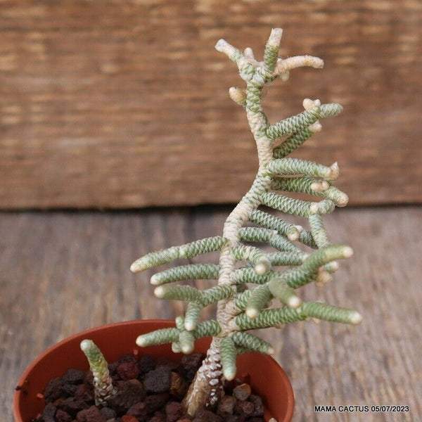 AVONIA USTULATA