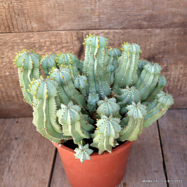 EUPHORBIA FRUTICOSA INERMIS