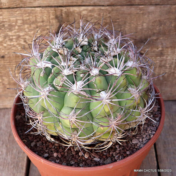 GYMNOCALYCIUM SAGLIONIS