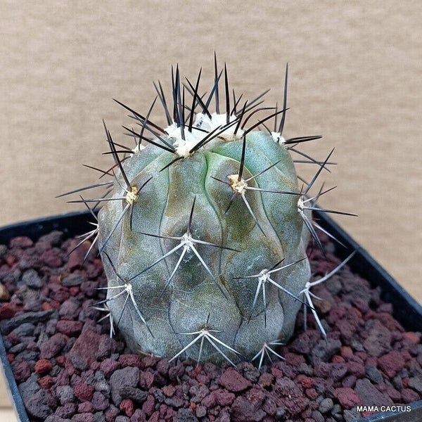 COPIAPOA CINEREA