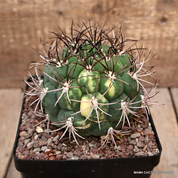 GYMNOCALYCIUM SAGLIONIS VARIEGATED