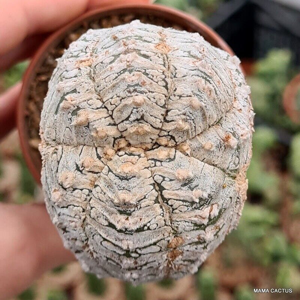 ASTROPHYTUM SUPER KABUTO V TYPE GRAFT