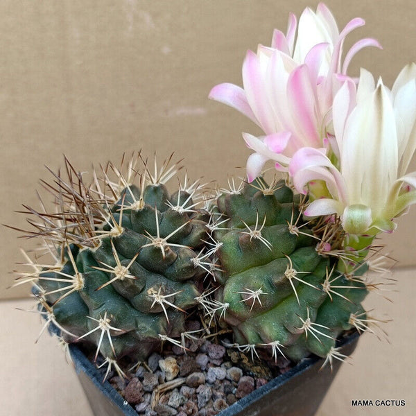 GYMNOCALYCIUM MIHANOVICHII