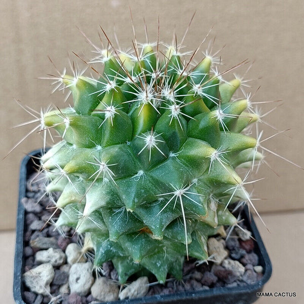 MAMMILLARIA SEMPERVIVI VARIEGATED