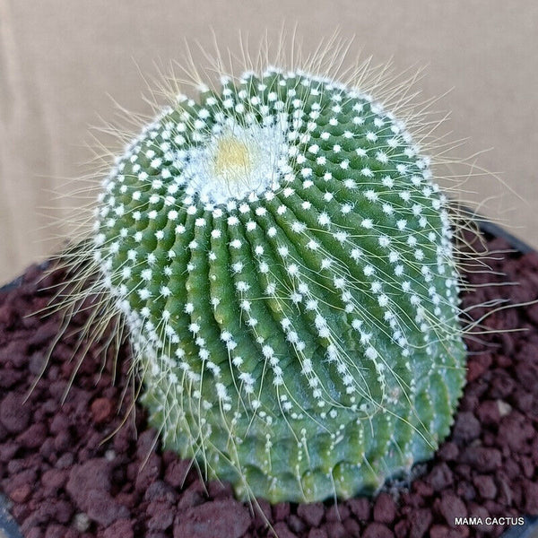 NOTOCACTUS LENINGHAUSII INTERMEDIO