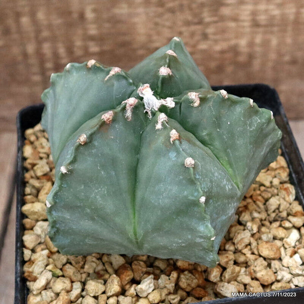 ASTROPHYTUM MYRIOSTIGMA KIKKO NUDUM
