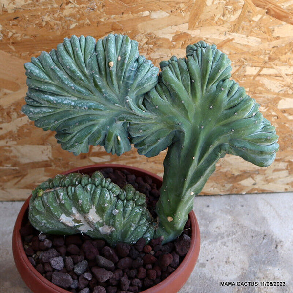 MYRTILLOCACTUS GEOMETRIZANS T CRESTED