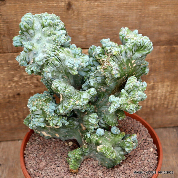 MYRTILLOCACTUS GEOMETRIZANS CRESTED STRICTUS