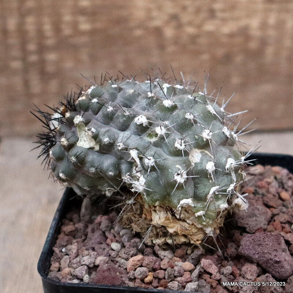 COPIAPOA MARITIMA