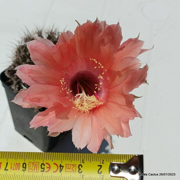 Flower  MaMa Cactus