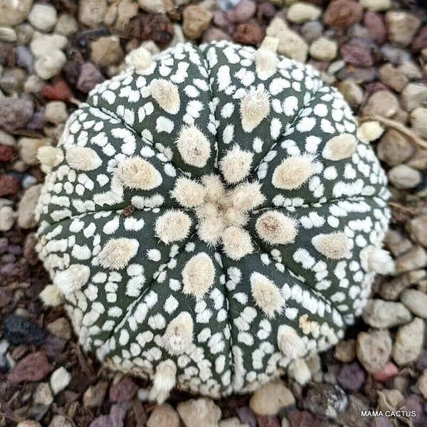 ASTROPHYTUM SUPER KABUTO