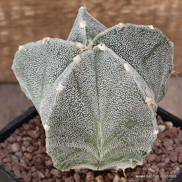 ASTROPHYTUM MYRIOSTIGMA X ORNATUM