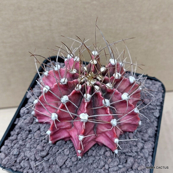 GYMNOCALYCIUM MIHANOVICHII