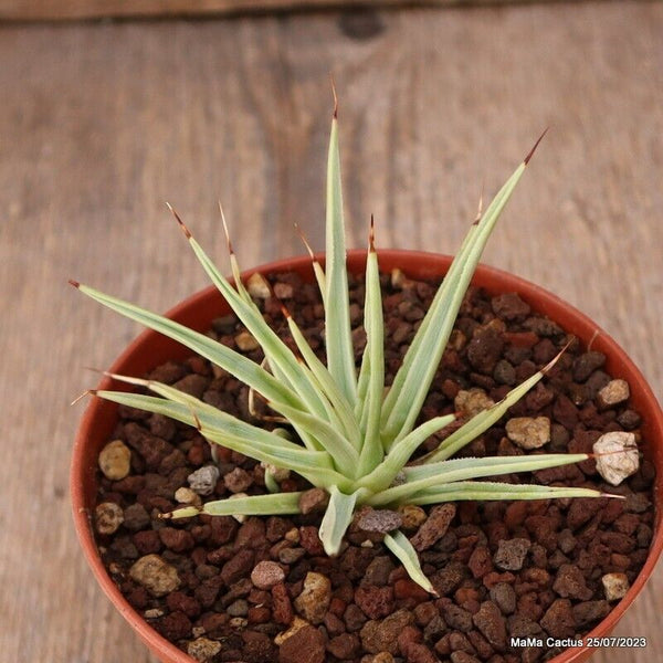 AGAVE STRICTA NANA