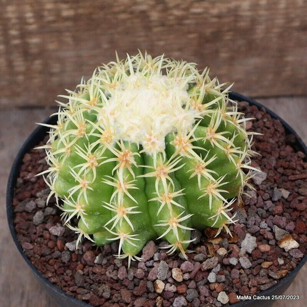 ECHINOCACTUS GRUSONII BREVISPINUS