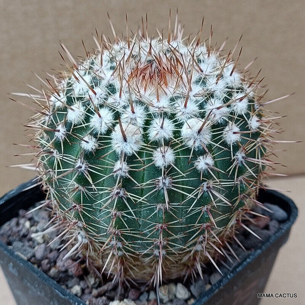 NOTOCACTUS ROSEOLUTEUS