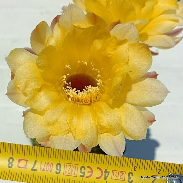 Flower  MaMa Cactus
