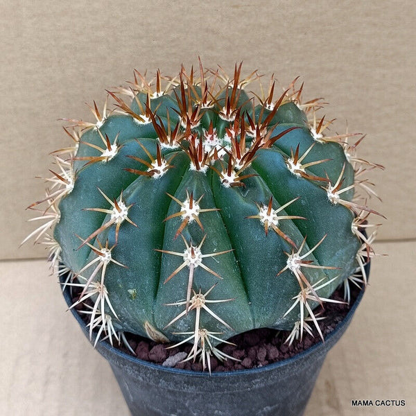 MELOCACTUS BROADWAYI