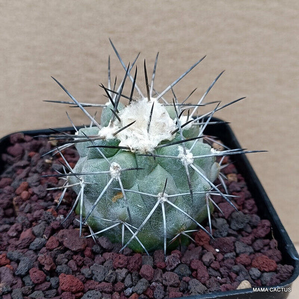 COPIAPOA HUMILIS V. LONGISSIMA